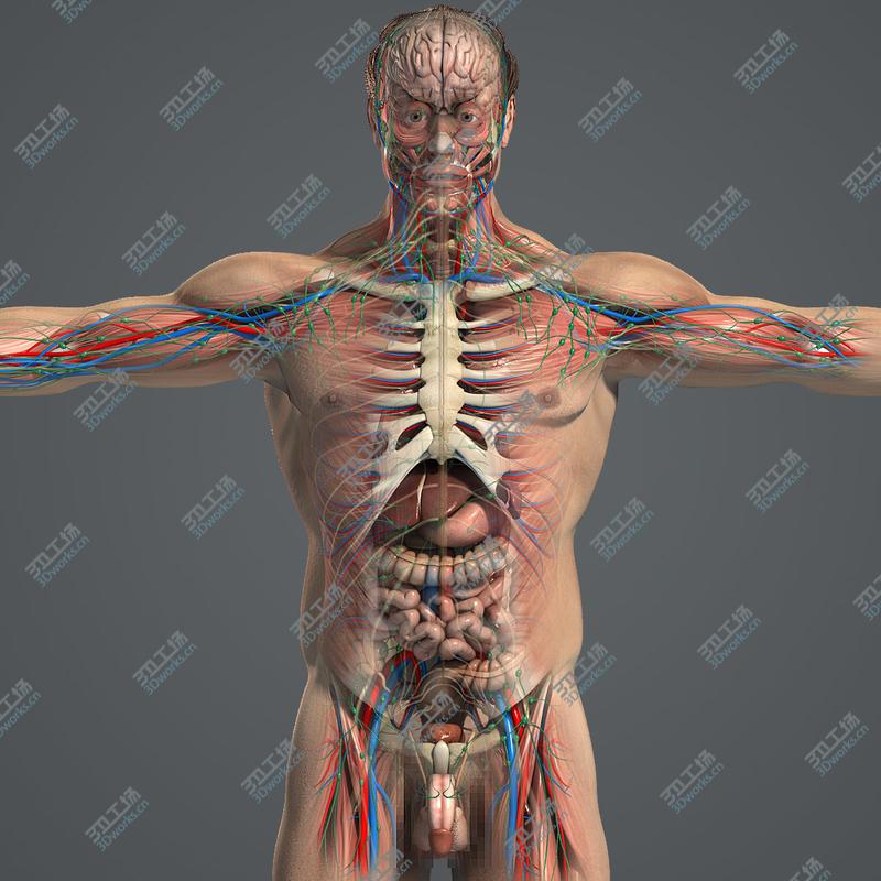 images/goods_img/20210113/Male Anatomy Pack Complete (Textured)/2.jpg